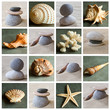 composition galets et coquillages