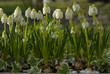 muscari