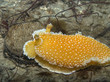 Orange Peel Nudibranch
