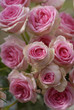rose branchue