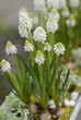 muscari