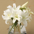 White Lilies