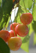 cerises