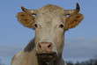 blonde d'Aquitaine