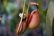 obraz - Nepenthes flowers ...