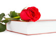 Beautiful red rose on the book isolated