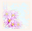 pink flowers with dew drops
