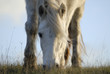 poney Highland