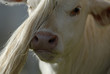 veau blonde d'Aquitaine