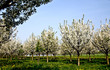 Foto: Kirchbäume im Frühling Kirchbäume im Frühling