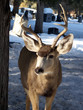 Cemetery Buck