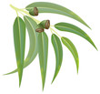 Eucalyptus branch on white background. Vector illustration.