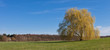 Trauerweide