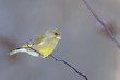 Photo: greenfinch, carduelis cloris greenfinch, carduelis cloris
