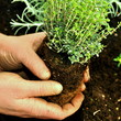 Gartenarbeit