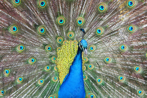 Foto: Pfau Pfau