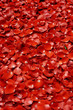 rose petal rose petal