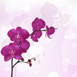 Purple Orchid Purple Orchid