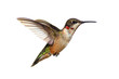 Isolated Ruby-throated Hummingbird Isolated Ruby-throated Hummingbird