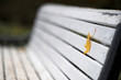 yellow maple leaf on the white wooden bench