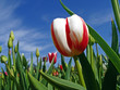 Tulpenfeld