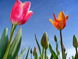 Tulpenfeld
