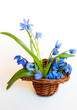 Bouquet of blue snowdrops in the basket