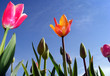 Tulpenfeld