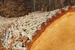 Holz Textur © Matthias Buehner