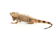 Iguana isolated on white background Iguana isolated on white background