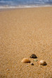 Muscheln