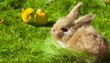 Hase mit küken