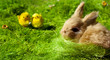 Hase mit küken