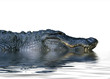 alligator