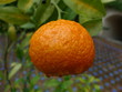 Orange et vitamine C 2