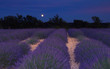 Lavender field in Provence under the moonlight