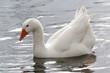 Snow Goose