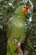 Perroquet