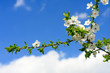 Spring Flowering Bushes