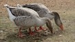 Video: two grey geese eating closeup two grey geese eating closeup