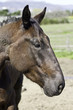 tete de cheval