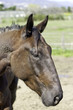 tete de cheval