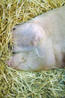 tête de cochon