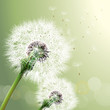Vector Dandelion