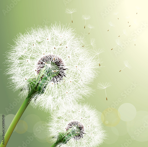 Vector: Vector Dandelion Vector Dandelion