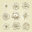 Vektor: Flower Illustration Flower Illustration