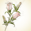Vektor: Illustration Sketch Flower Illustration Sketch Flower