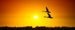 Sunny banner with swans