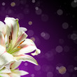 white flowers