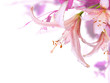 Pink flowers